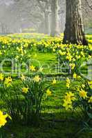 Daffodils in St. James's Park