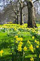 Daffodils in St. James's Park