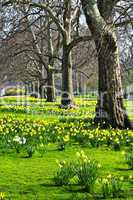 Daffodils in St. James's Park