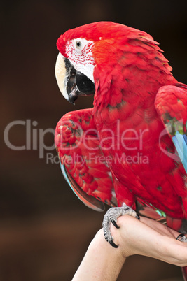 Scarlet Macaw