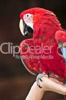 Scarlet Macaw