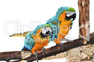 Blue and yellow Macaw