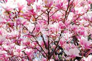 Blooming magnolia