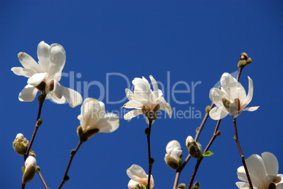 Blooming magnolia