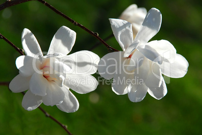 Magnolia flowers