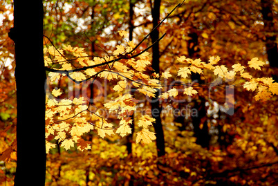 Fall forest