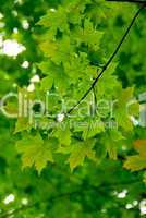 Maple leaves green