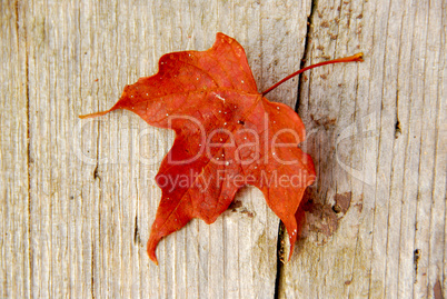 Maple leaf red