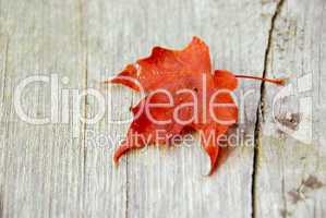 Maple leaf fall
