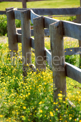 Summer meadow