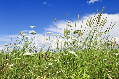 Summer meadow