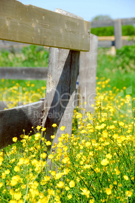 Summer meadow