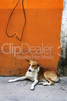 Dog near colorful wall in Mexican village