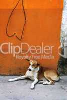 Dog near colorful wall in Mexican village