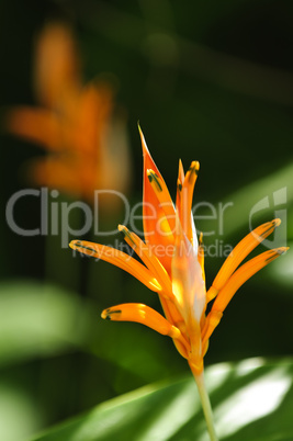 Tropical orange heliconia flower