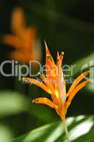 Tropical orange heliconia flower