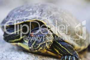 Red eared slider turtle