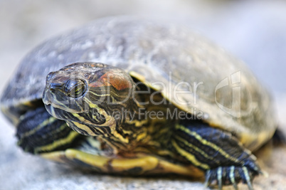 Red eared slider turtle