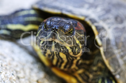 Red eared slider turtle