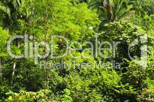 Tropical jungle background