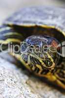 Red eared slider turtle