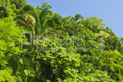 Tropical jungle background
