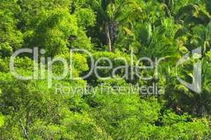 Tropical jungle background