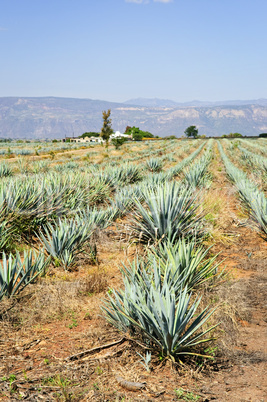 Agave cactus field in Mexico