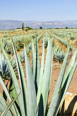 Agave cactus field in Mexico