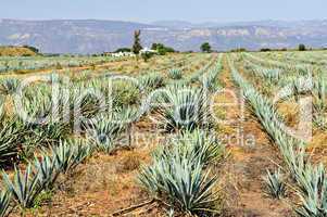 Agave cactus field in Mexico