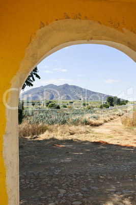 Landscape with agave cactus field in Mexico