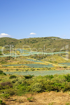 Agave cactus field landscape in Mexico