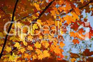 Fall maple