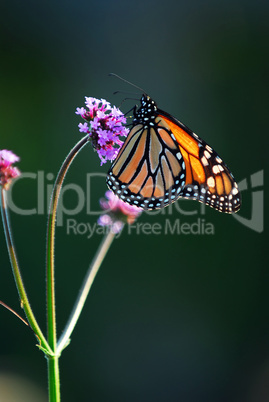 Monarch butterfly