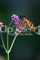 Monarch butterfly