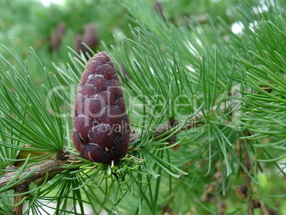 Pine cone