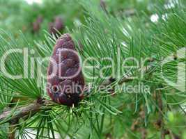 Pine cone