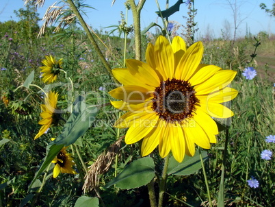 Sunflower