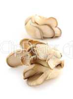 Oyster mushrooms