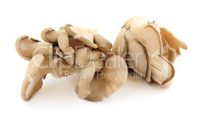 Oyster mushrooms