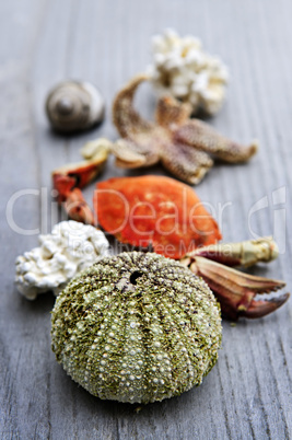 Sea treasures