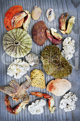 Sea treasures