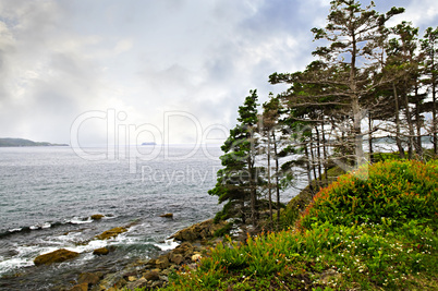 Atlantic coast in Newfoundland