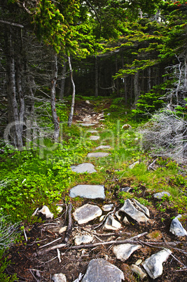 Forest path