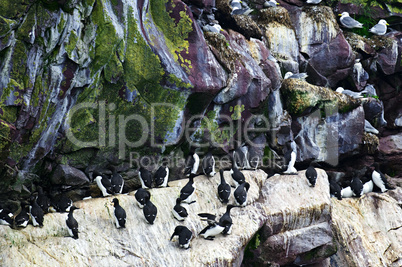 Birds at Cape St. Mary's Ecological Bird Sanctuary in Newfoundland
