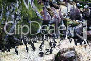 Birds at Cape St. Mary's Ecological Bird Sanctuary in Newfoundland