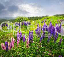 Purple and pink garden lupin flowers