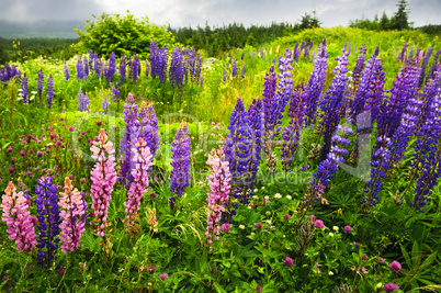 Newfoundland landscape with lupin flowers