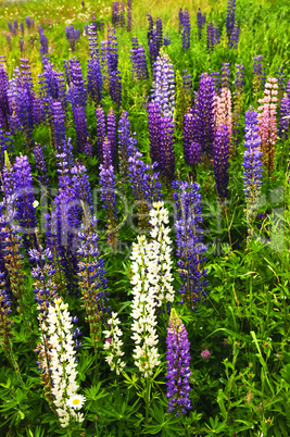 Purple and pink garden lupin flowers