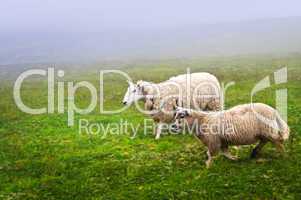 Sheep in Newfoundland